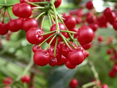 Ardisia crenata